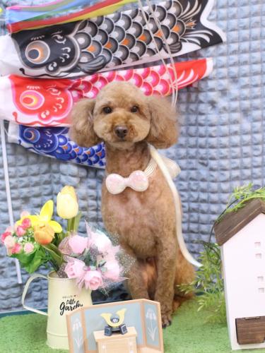 20230520マロンちゃん